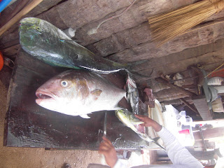 Sport fishing, Pescar deportivo 바다 낚시 멕시코 Mexico fish pescado 