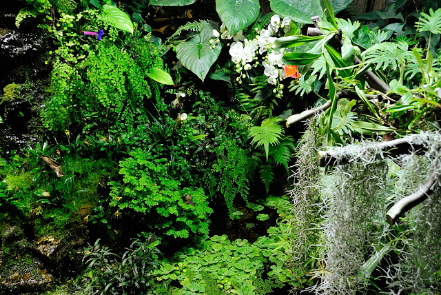 In a Tropical Greenhouse