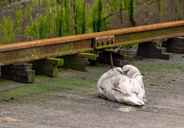 Photo of the injured cygnet on the marina slipway just before it was taken to the animal sanctuary