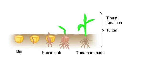 PERTUMBUHAN, PERKEMBANGAN