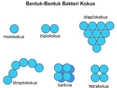 morfologi bakteri bentuk batang, morfologi bakteri bentuk kokus, morfologi bakteri bentuk spiral, DNA inti dan DNA plasmid bakteri, struktur Dinding sel bakteri, bakteri gram postif (+), bakteri gram negatif (-), ribosom dan sub unit ribosom, Struktur flagella bakteri gram positif dan bakteri gram negatif, Fimbriae Bakteri, fungsi pili pada bakteri, struktur kapsul pada bakteri, pengecatan gram, struktur endospora bakteri, Struktur fimbriae bakteri, struktur flagella bakteri gram positif (+) dan bakteri gram negatif (-)