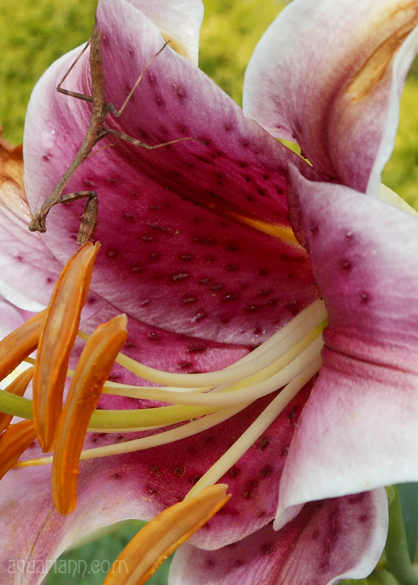 Stargazer Lily Photo by Aquariann