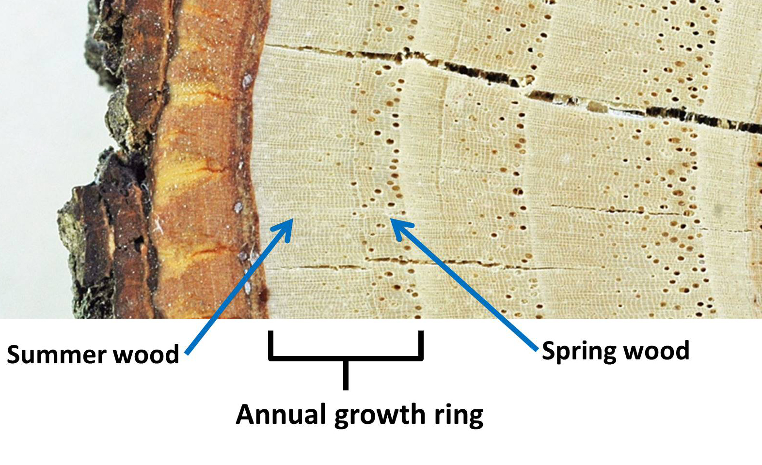 a) Cross-section of a tree trunk and (b) annual growth ring of wood |  Download Scientific Diagram