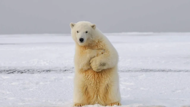 Papel de Parede Urso Polar no Gelo para PC, Celular e iPhone. Baixe Grátis Imagens para Papel de Parede Hd, 4k