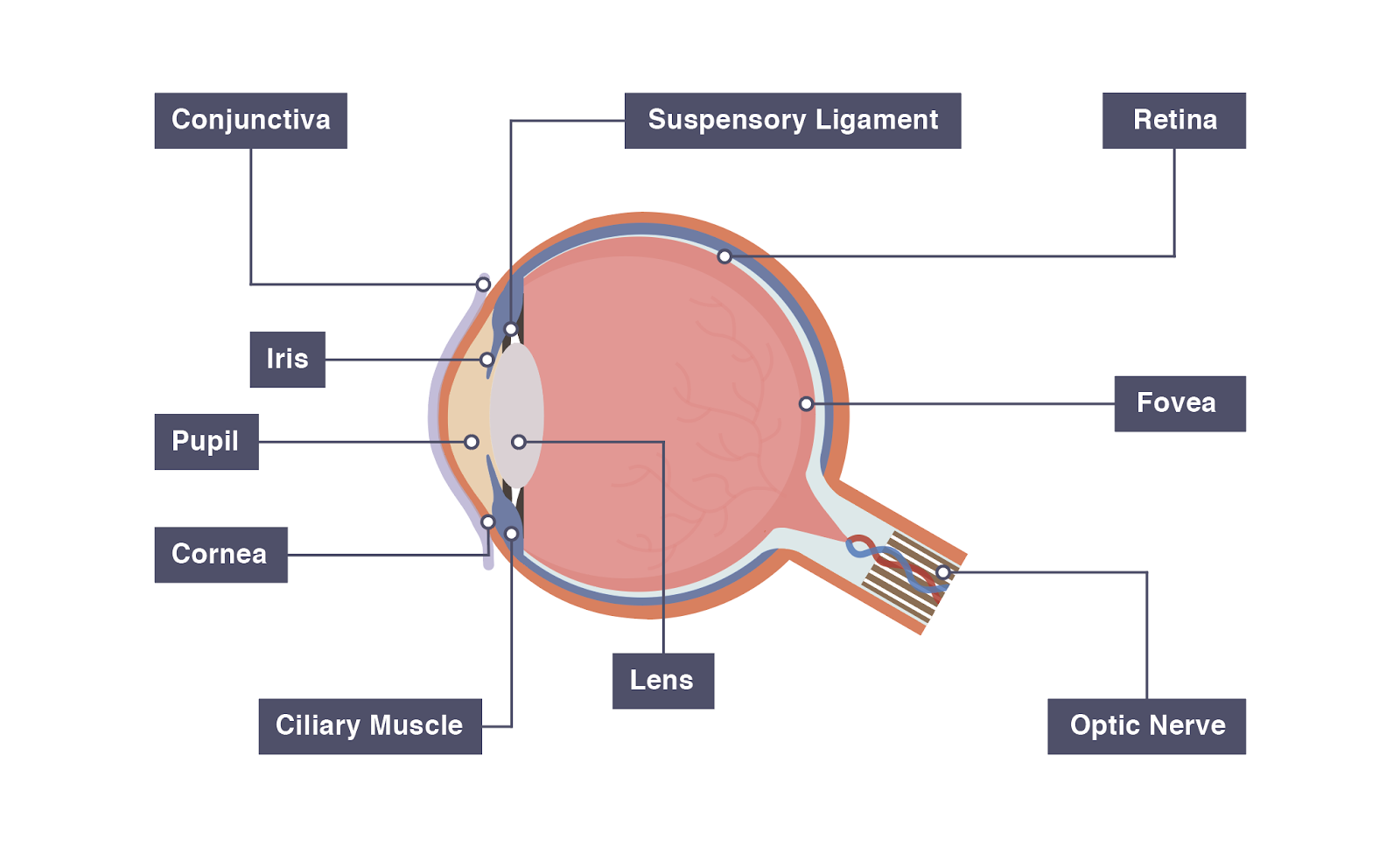 IGCSE Biology 2017: 2.91: Describe the Structure and Function ...