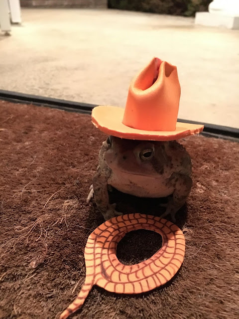 Adorable toad, known as Mr Toad, with miniature hats
