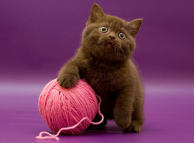 Gatito jugando con una bola de estambre