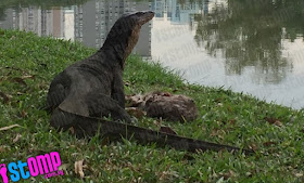 A two-metre-long monitor lizard feasting on its prey in Japanese Garden.