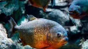 Piranha Merah Sungai Amazon (Wikimedia Common)