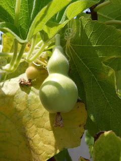 clareado de la planta