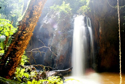 Floresta Nacional do Amapá | Amapá