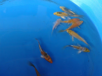 butterfly koi forsale cebu