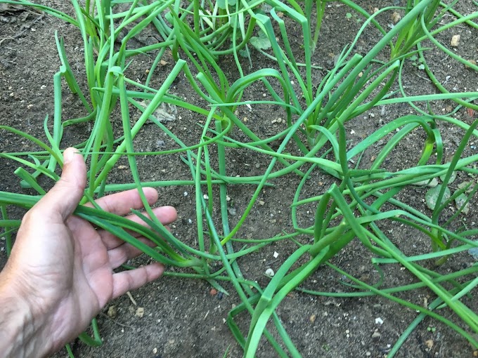 How to Grow Onions from Seeds