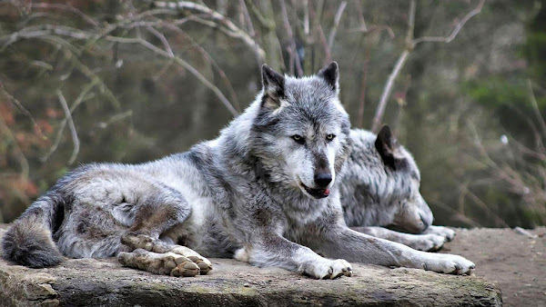 책 리뷰 | 최초의 가축, 그러나 개는 늑대다(The First Domestication: How Wolves and Humans Coevolved)