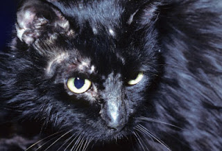 Bagi anda pemelihara kucing persia atau jenis yang lainya Penyakit Kulit Pada Kucing Persia