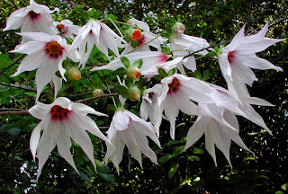 Dahlia Flower, White Dahlia, Red Dahlia