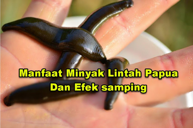 Manfaat Minyak Lintah Papua Dan Efek Samping - Lintah Papua