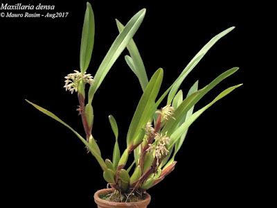 Maxillaria densa - Crowded maxillaria care