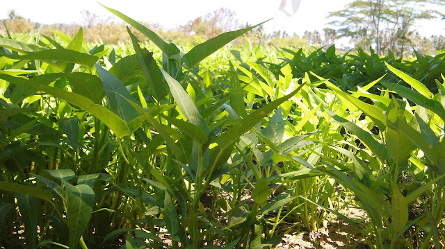 Kebon Kangkung Pangandaran