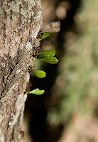 Click for Larger Image of Ants on Tree