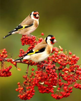 Beautiful Birds on Beauty Birds Most Beautiful Birds