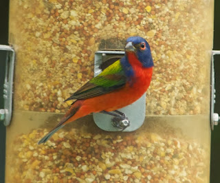 Painted Bunting (Passerina ciris)