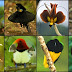 Birds Of Paradise Wallpapers