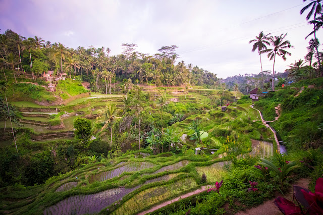 Risaie di Tegalagang-Bali