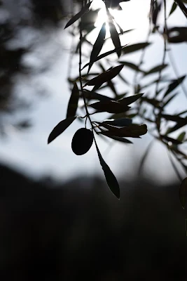 Foto in bianco e nero di un ramo con olive