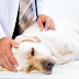 Get Pet Health Insurance: Reasonable Cat & Dog Insurance