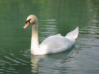 White Duck wallpaper