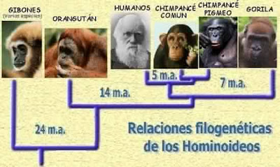 Evolución