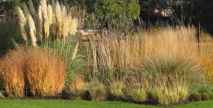types of flowers you can plant Planting an Ornamental Grass Garden | 678 x 346