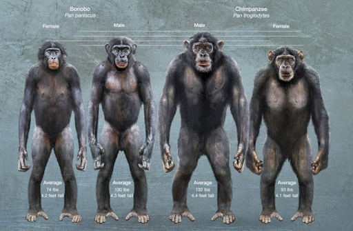 De izquierda a derecha: bonobos hembra y macho; chimpancé común macho y hembra.