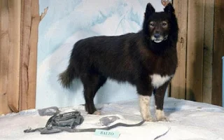 Alsorsa.News | A incrível história de Balto, o Husky Siberiano embalsamado pra se tornar imortal