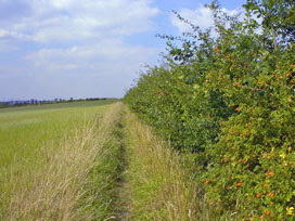 meridian hedgerow