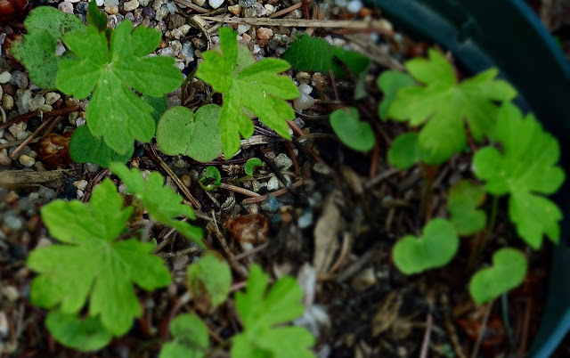 Geranium maculatum, spotted geranium, wood geranium, wild geranium, hardy geranium, urbanehillbilly