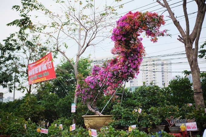 Bonsai cây cảnh hoa giấy thế rồng bay giá trăm triệu