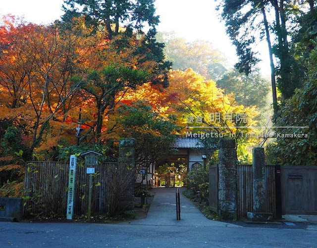 明月院の紅葉