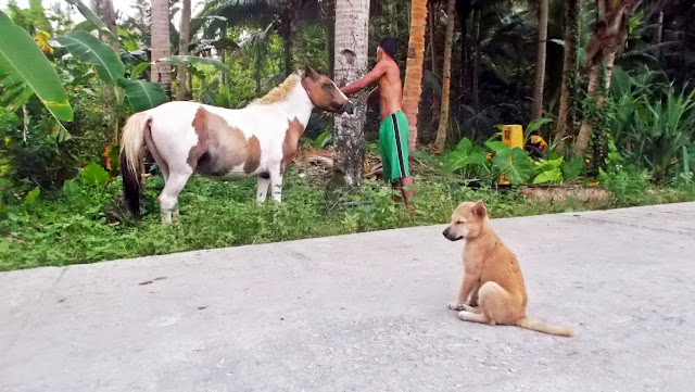 after feeding, man ties the horse's rein to a coconut tree as that sleepy little puppy in the middle of the road looks on! in San Antonio Island