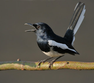 Tips Memilih Burung Kacer Poci Koci