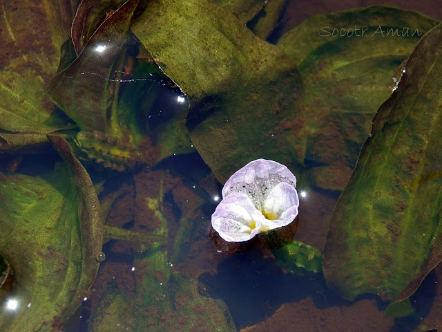 Ottelia alismoides