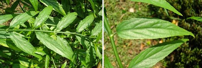 Herba & Kesihatan: Belalai Gajah / Sabah Snake Grass