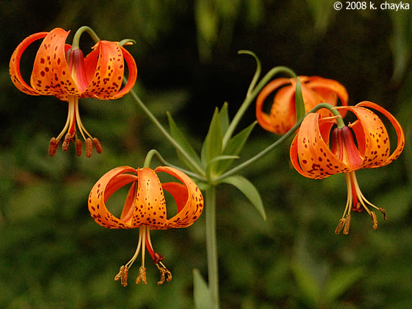 Лилия мичиганская (Lilium michiganense)