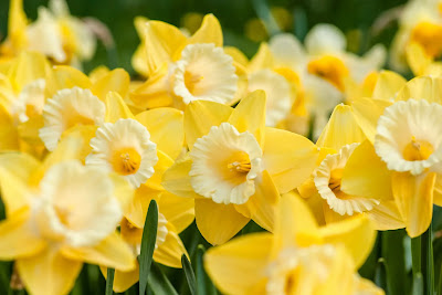 Bunga Daffodil: Jenis, Karakteristik, Makna Filosofis, dan Manfaat