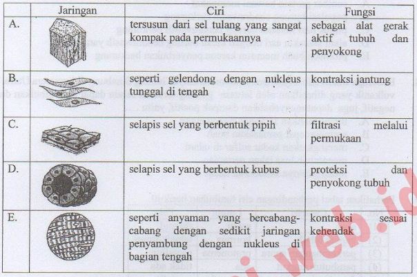 Pada tabel berikut  hubungan antara bentuk jaringan  