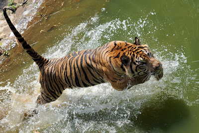 tigre pulando