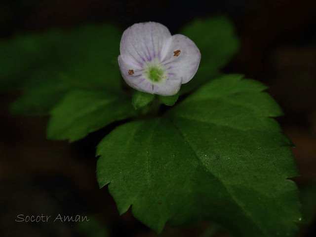 Veronica miqueliana