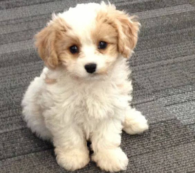 cavachon dog breed