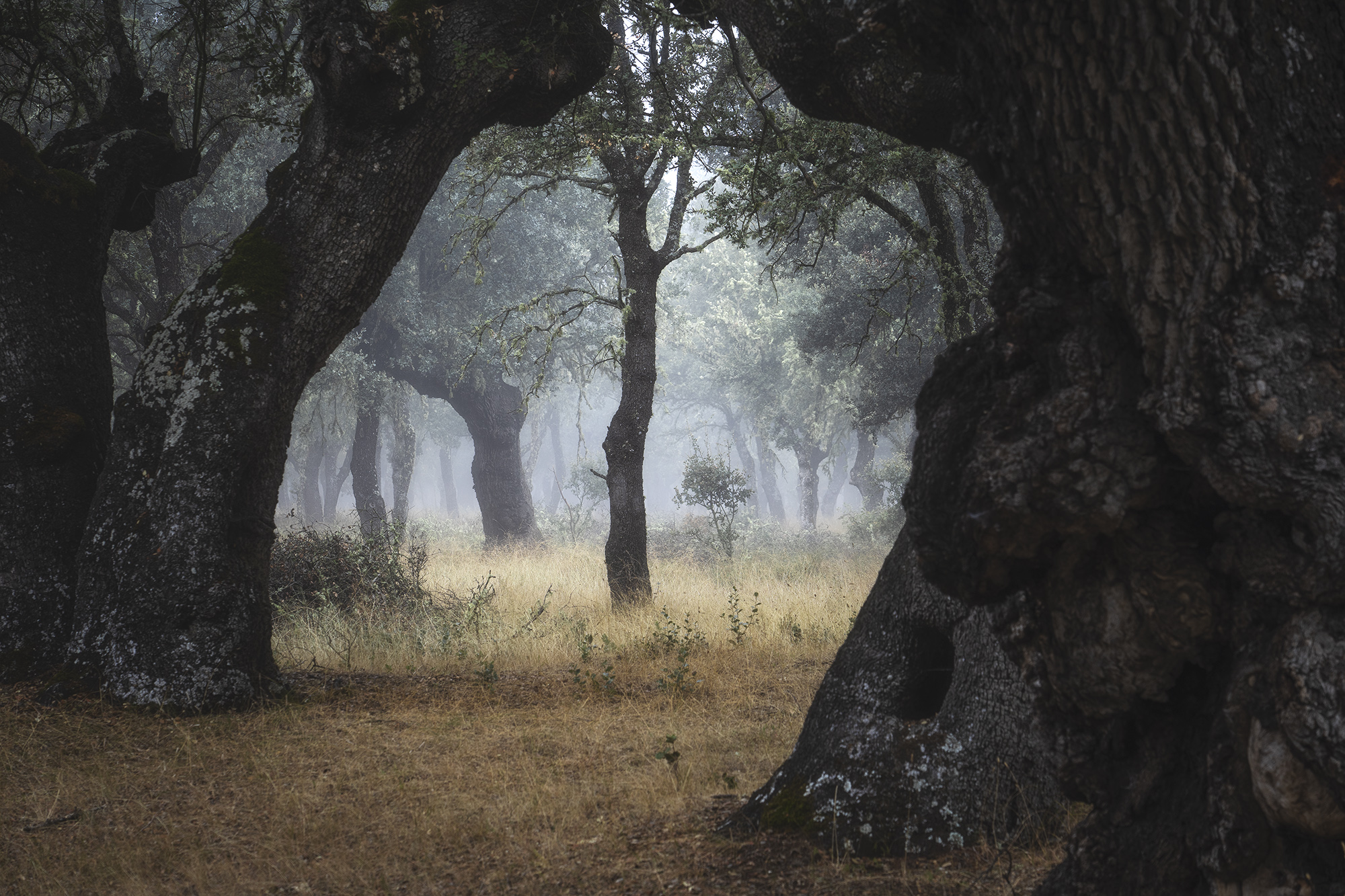 Bosque de Las Majadas, en San Pedro de Ceque, Zamora, con niebla.